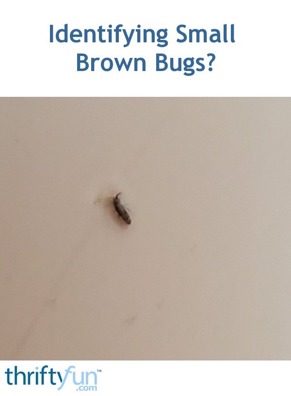 Identifying Small Brown Bugs? | ThriftyFun