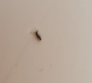 Identifying Small Brown Bugs? - closeup