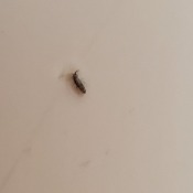 Identifying Small Brown Bugs? - closeup