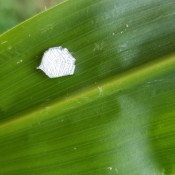 Identifying Egg Cluster on Corn Leaf? - small cluster of white insect eggs