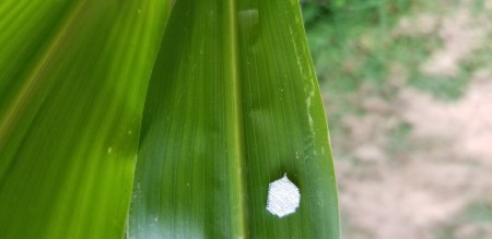 Identifying Egg Cluster on Corn Leaf?
