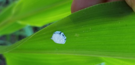 Identifying Egg Cluster on Corn Leaf?