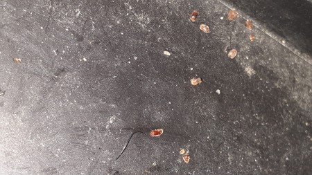 Identifying Tiny Reddish Brown Flying Bugs?