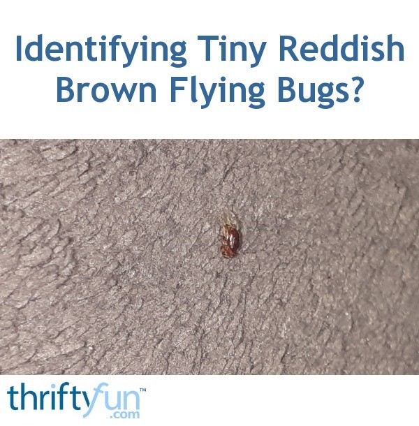 Identifying Tiny Reddish Brown Flying Bugs? | ThriftyFun