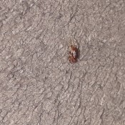 Identifying Tiny Reddish Brown Flying Bugs?