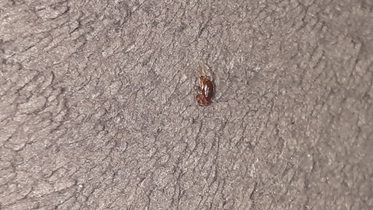 Small Flying Beetles In Bedroom - elizabethpennewill