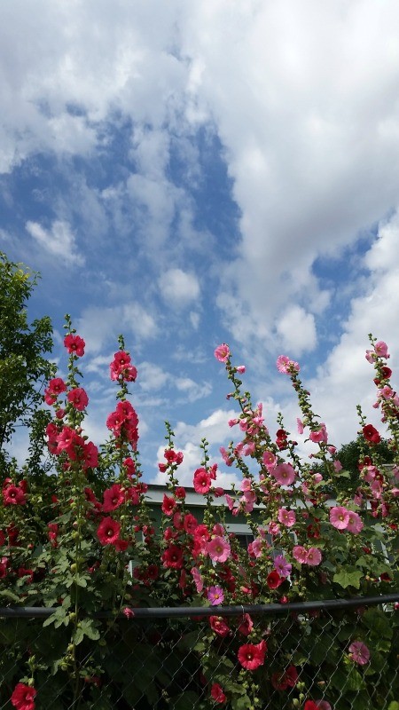 Hollyhock Sky - red or very dark pink and light pink hollyhocks against a cloudy blue sky