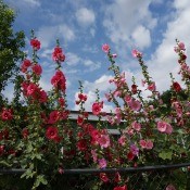 Hollyhock Sky - red or very dark pink and light pink hollyhocks against a cloudy blue sky