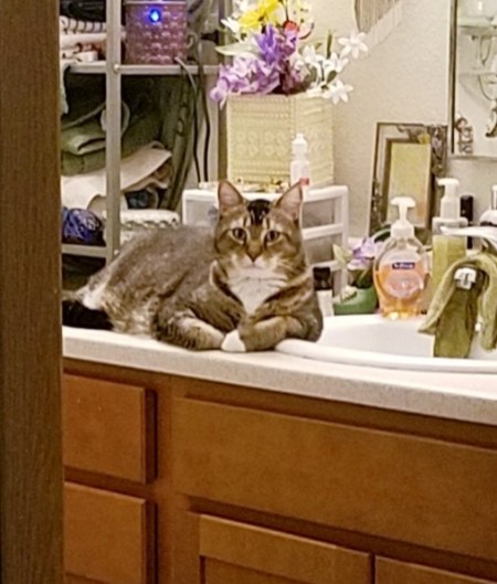 No More Messy Bathroom Shelf - Connor the cat on the countertop