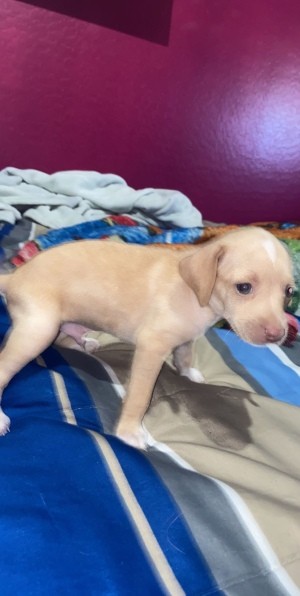 What Is My Chihuahua Mixed With? - tan and white puppy