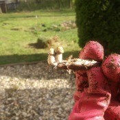 Cute Tiny Mushrooms - gloved hand holding tiny mushrooms growing on a twig