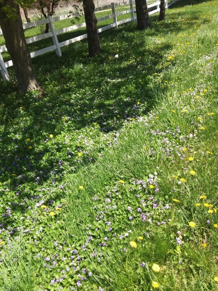 Wildflowers in a grassy field.