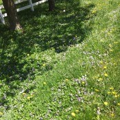 Wildflowers in a grassy field.