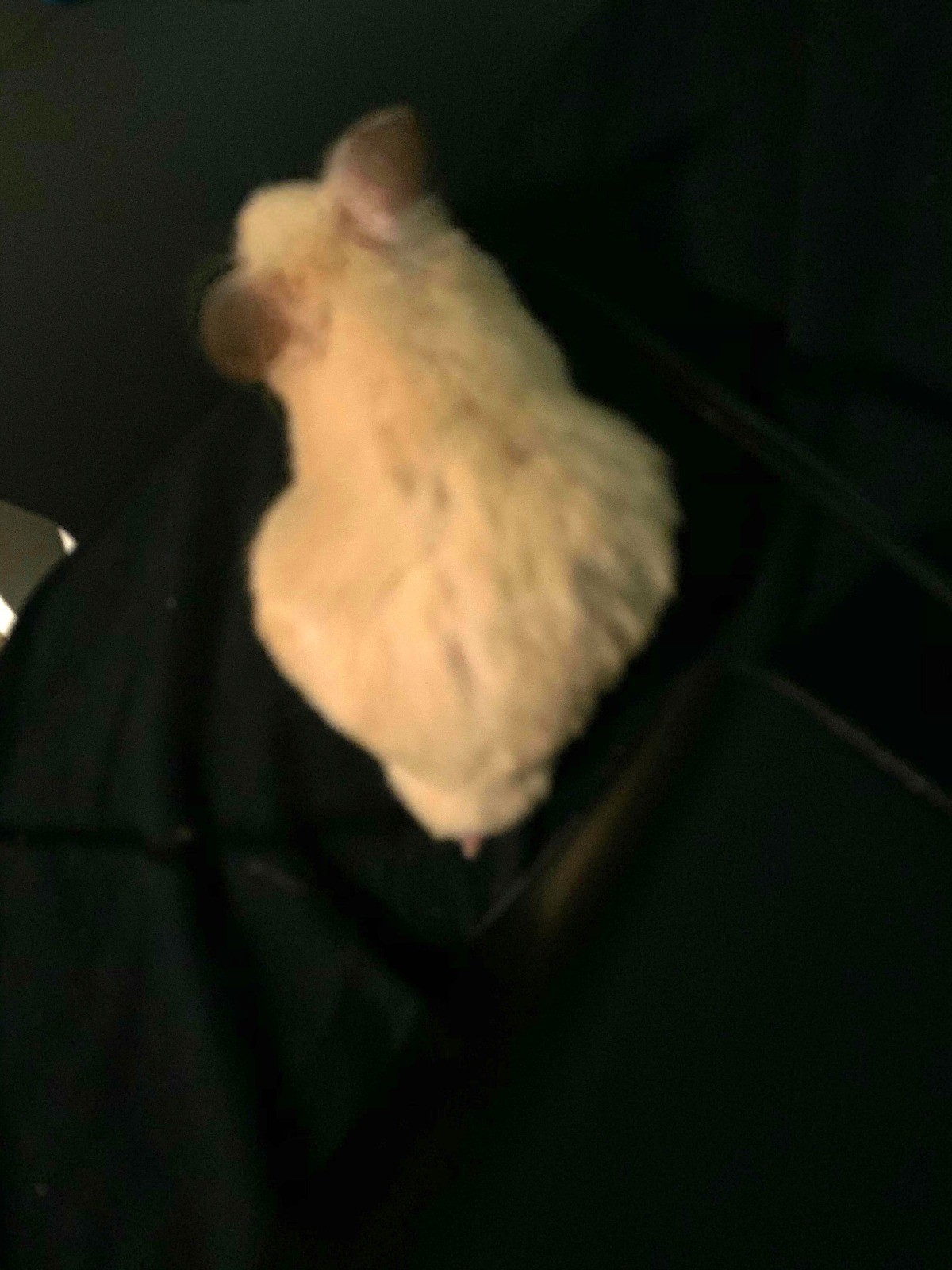 Hamster's Belly Looks Swollen? ThriftyFun