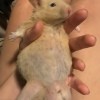 Hamster's Belly Looks Swollen? - tan hamster in person's hand