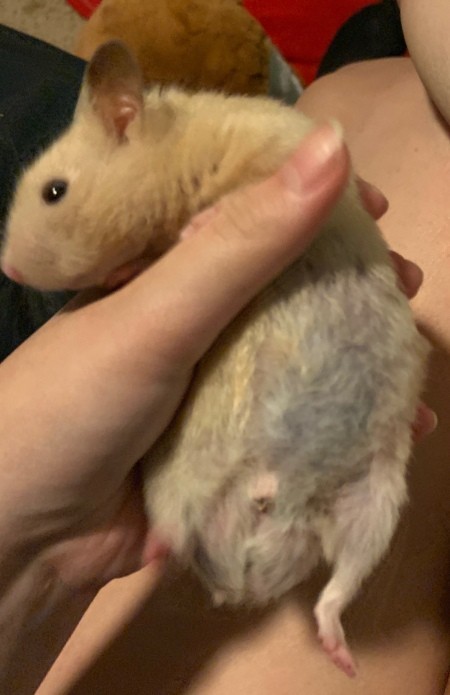 Hamster's Belly Looks Swollen?