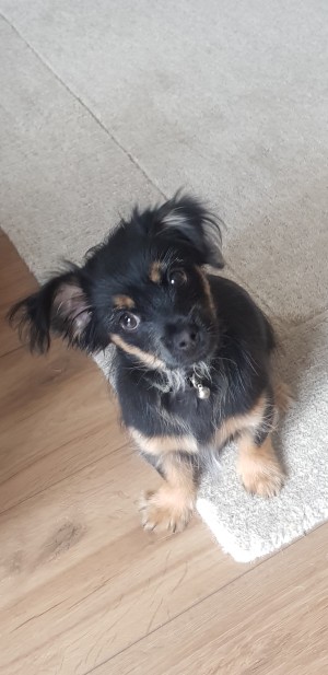 Is My Chihuahua Full Bred? - black and tan fuzzy puppy