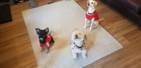 Is My Chihuahua Pure Bred?