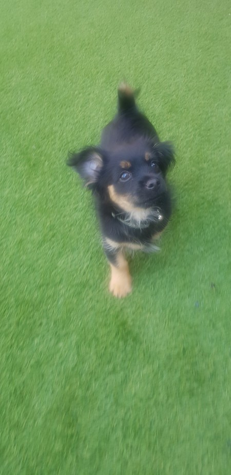 Is My Chihuahua Full Bred?