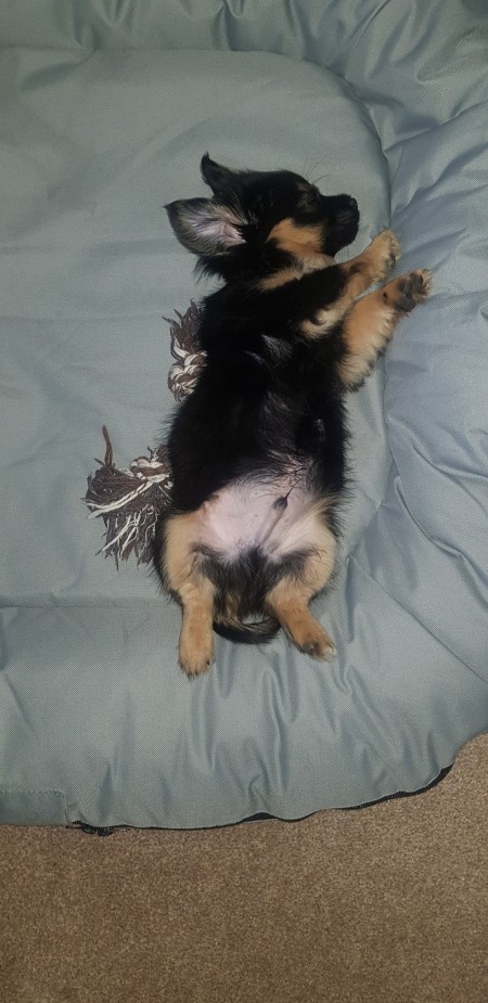 Is My Chihuahua Full Bred?