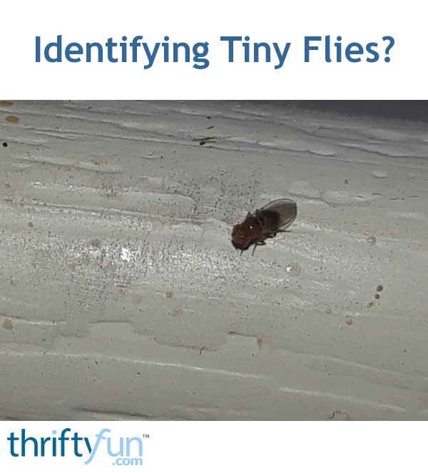 Identifying Tiny Flies? ThriftyFun