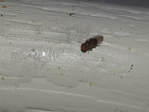 Identifying Tiny Flies? - black fly on white window sill
