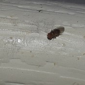 Identifying Tiny Flies? - black fly on white window sill