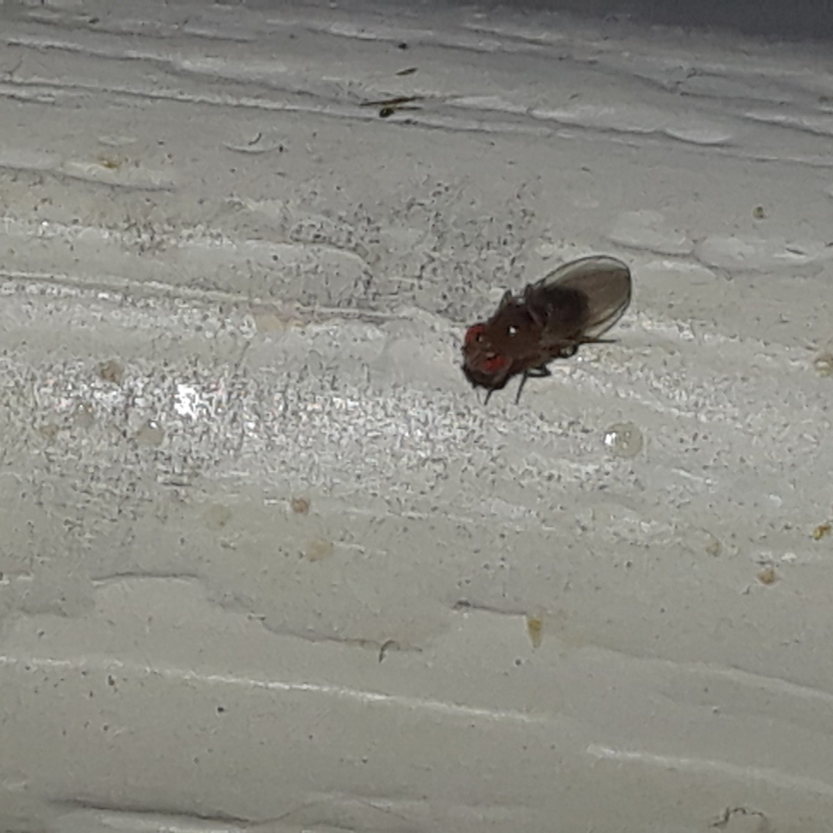 Identifying Tiny Flies Tx3 