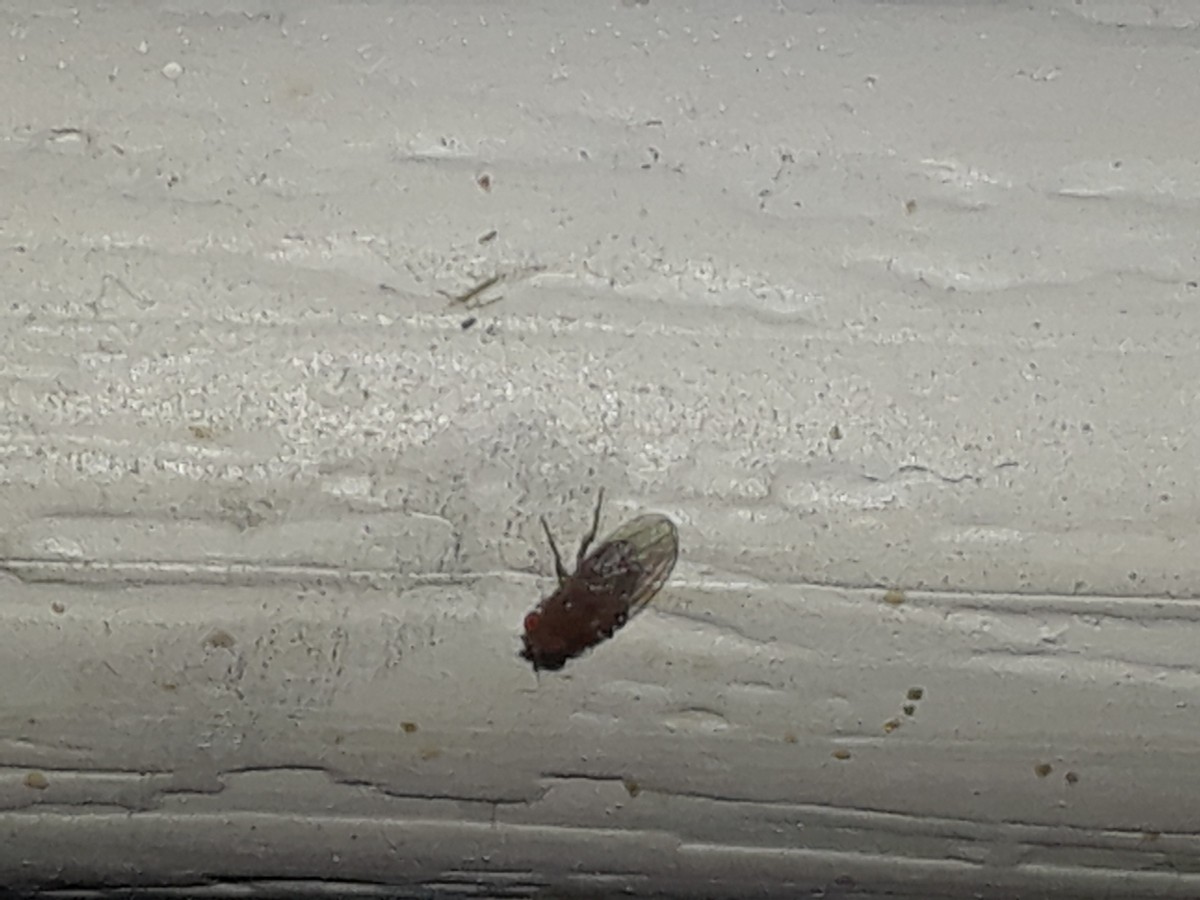 Identifying Tiny Flies 1 X3 