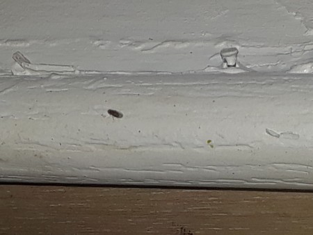 Identifying Tiny Flies?