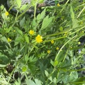 Identifying a Yellow Flowering Weed? - creeping buttercup