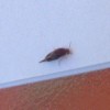 Identifying a Tiny Flying Hard Shell Bug? - closeup of bug