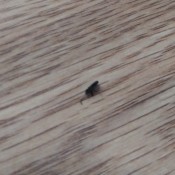 Identifying Tiny Black Bugs?  - bug on light floor