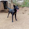 What Breed Is My Dog? - black dog with upright ears