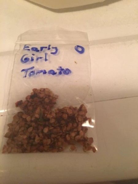 A small plastic bag containing Early Girl tomato seeds.