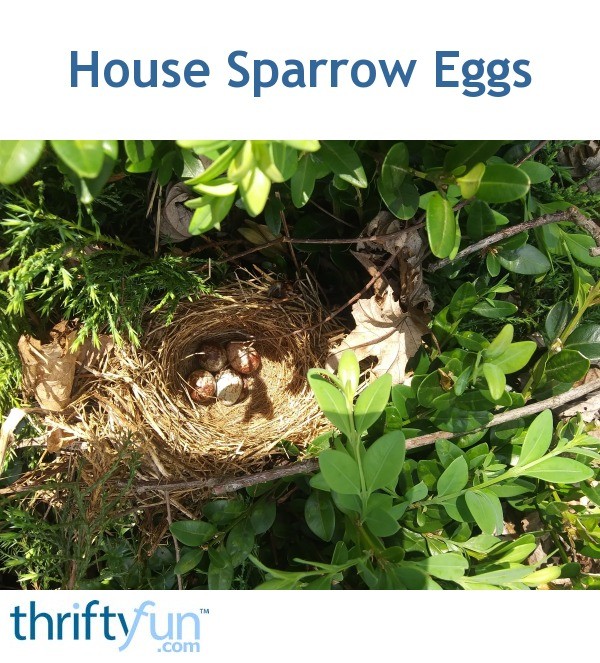 house sparrow eggs