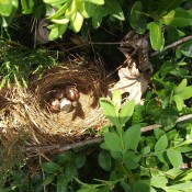 A nest containing house sparrow eggs.
