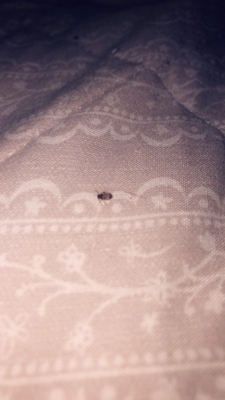 A small bug on a bedspread.
