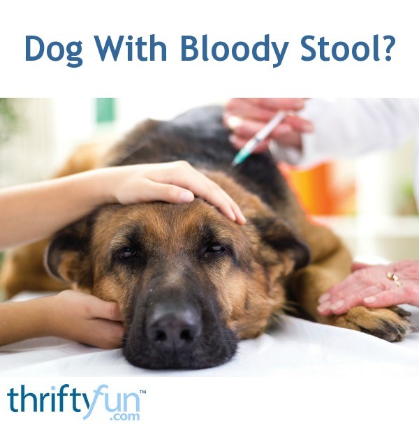 Dog With Bloody Stool? ThriftyFun