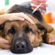 A sick dog at the vet.