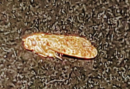 A yellow-brown winged insect on a dark surface.