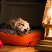 A dog sleeping on a pet bed.