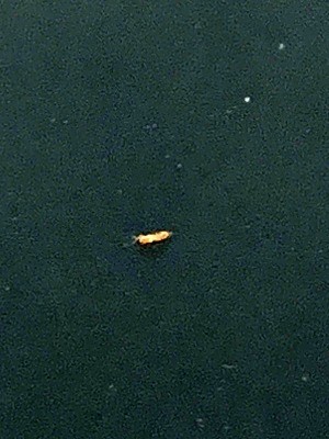 What's This Tiny Bug? - reddish brown bug on black background