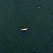What's This Tiny Bug? - reddish brown bug on black background