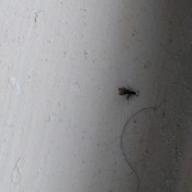 A small bug on a white background.