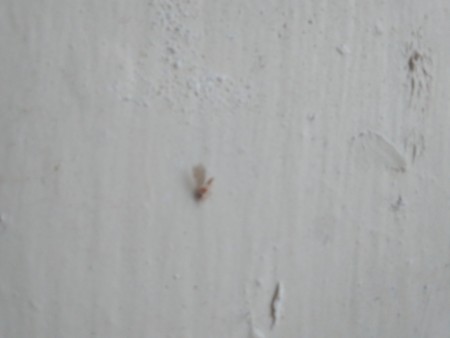 A small bug on a white background.