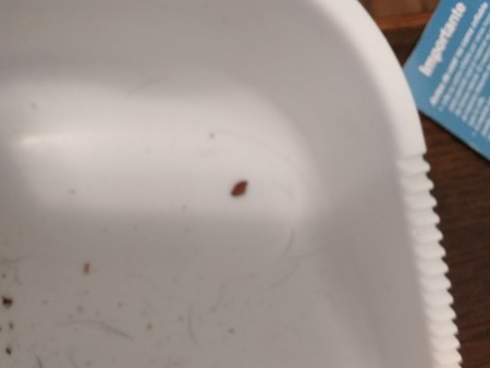 A bug in a white dust pan.