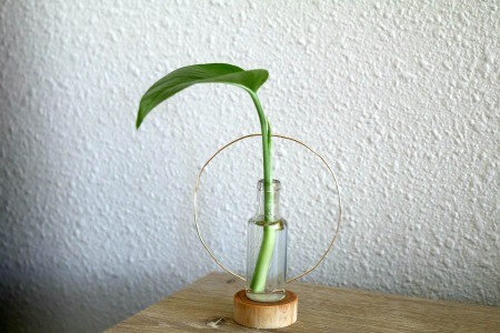 Minimalist Propagation Plant Stand - water and cutting added