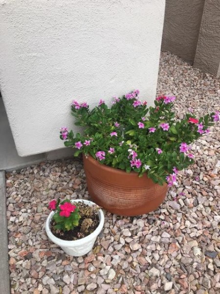 A vinca with white flowers.