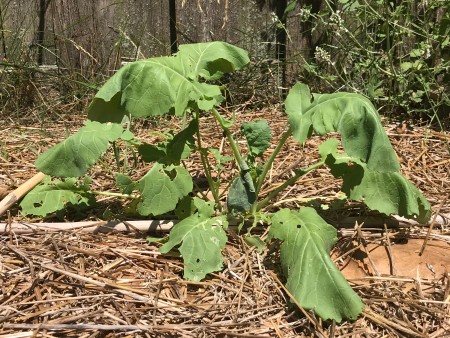 A plant with large leaves growing in a garden.